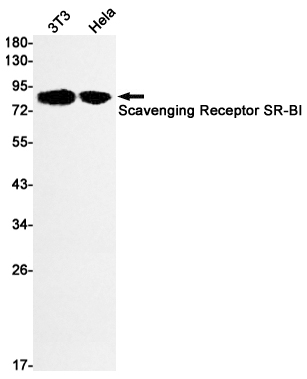 SCARB1 Rabbit mAb